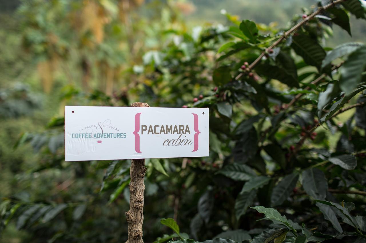 Hotel La Palma Y El Tucan Coffee&adventure 4*