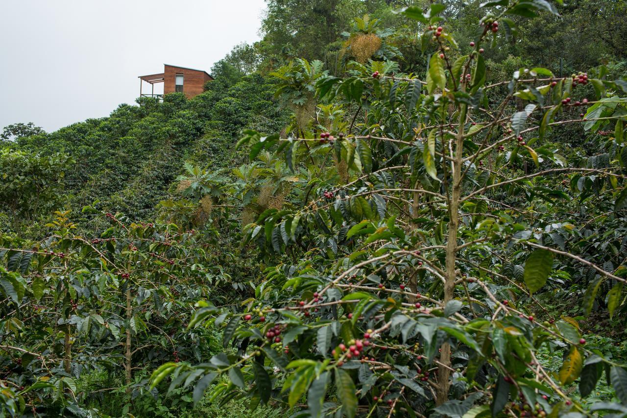 La Palma Y El Tucan Coffee&adventure 4* Zipacon