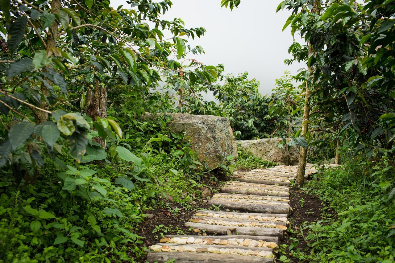 La Palma Y El Tucan Coffee&adventure 4* Zipacon