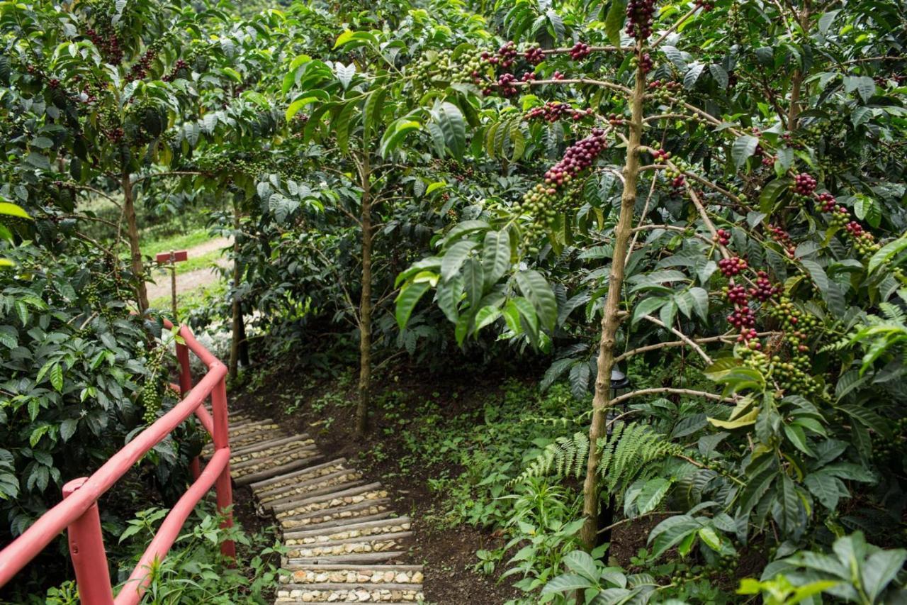 La Palma Y El Tucan Coffee&adventure Zipacon